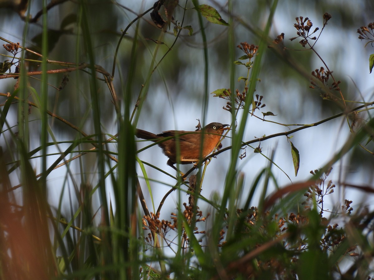 Rufous Babbler - ML645506357