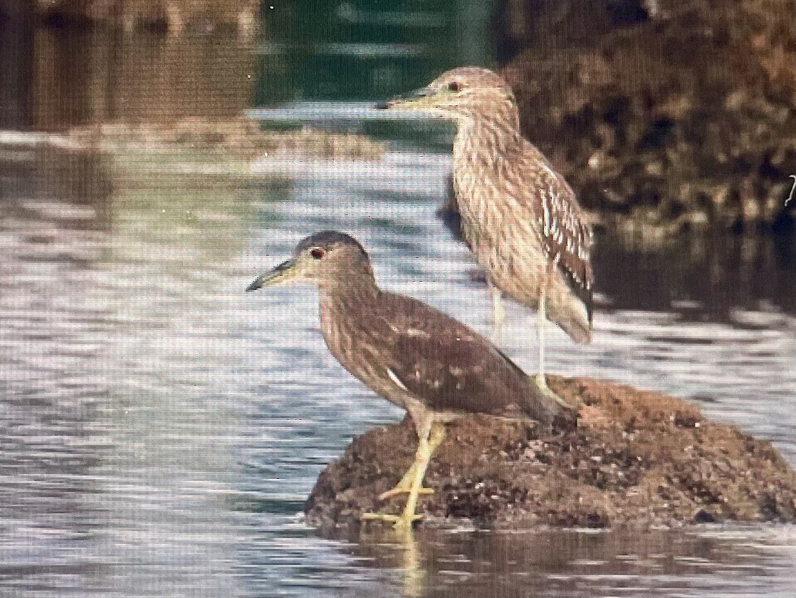 Black-crowned Night Heron (American) - ML645506369