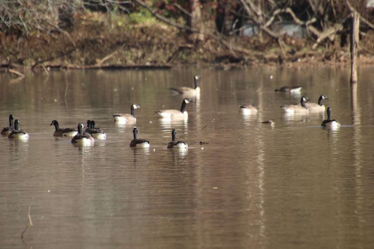 ברנטה קנדית - ML645506374