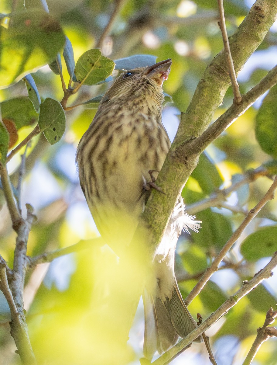 Camachuelo Purpúreo - ML645506388