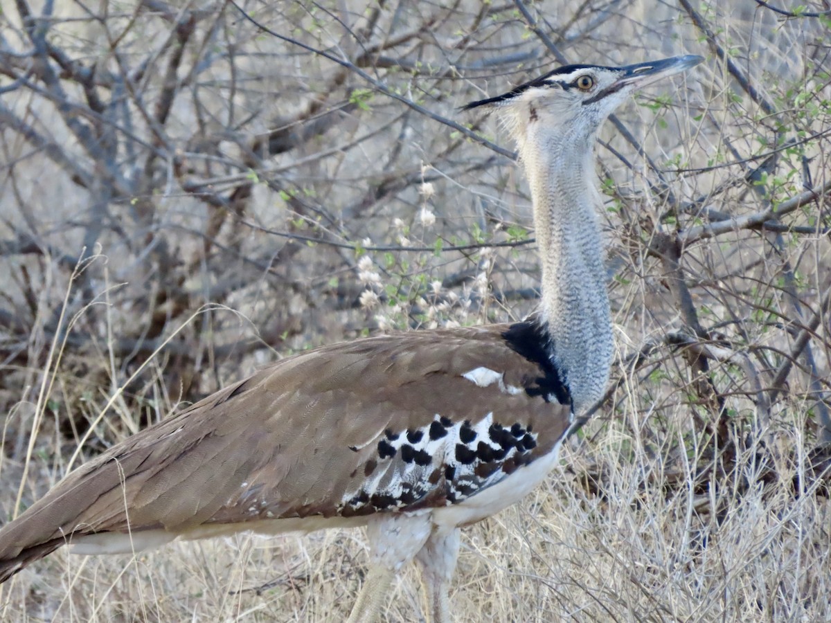 アフリカオオノガン - ML645506405