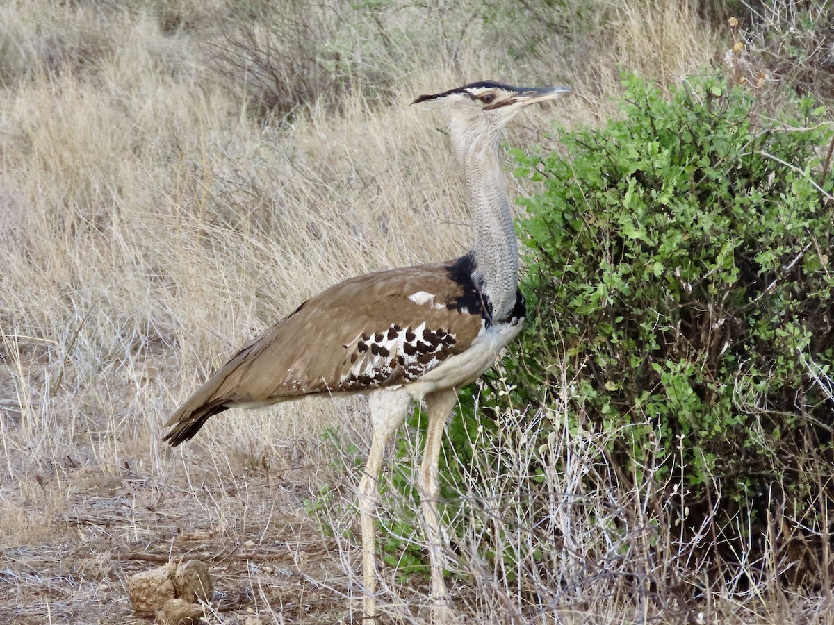 アフリカオオノガン - ML645506406