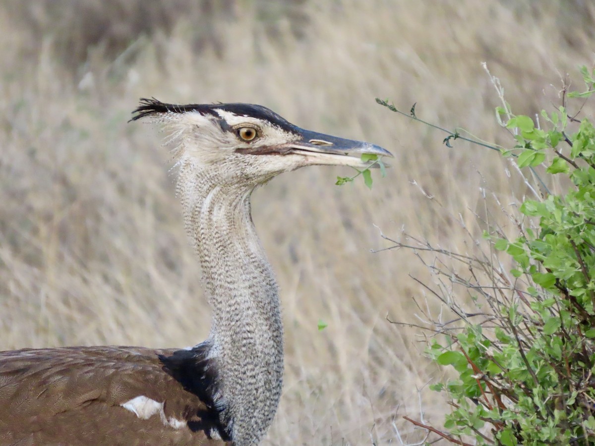 アフリカオオノガン - ML645506407