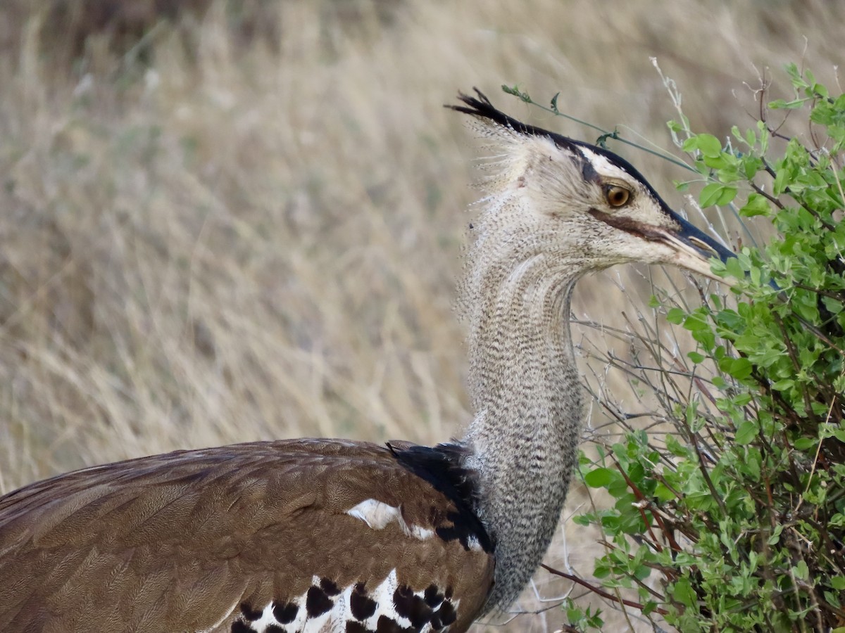 アフリカオオノガン - ML645506409