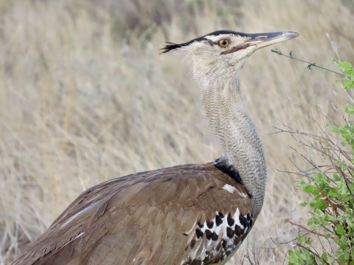 アフリカオオノガン - ML645506410