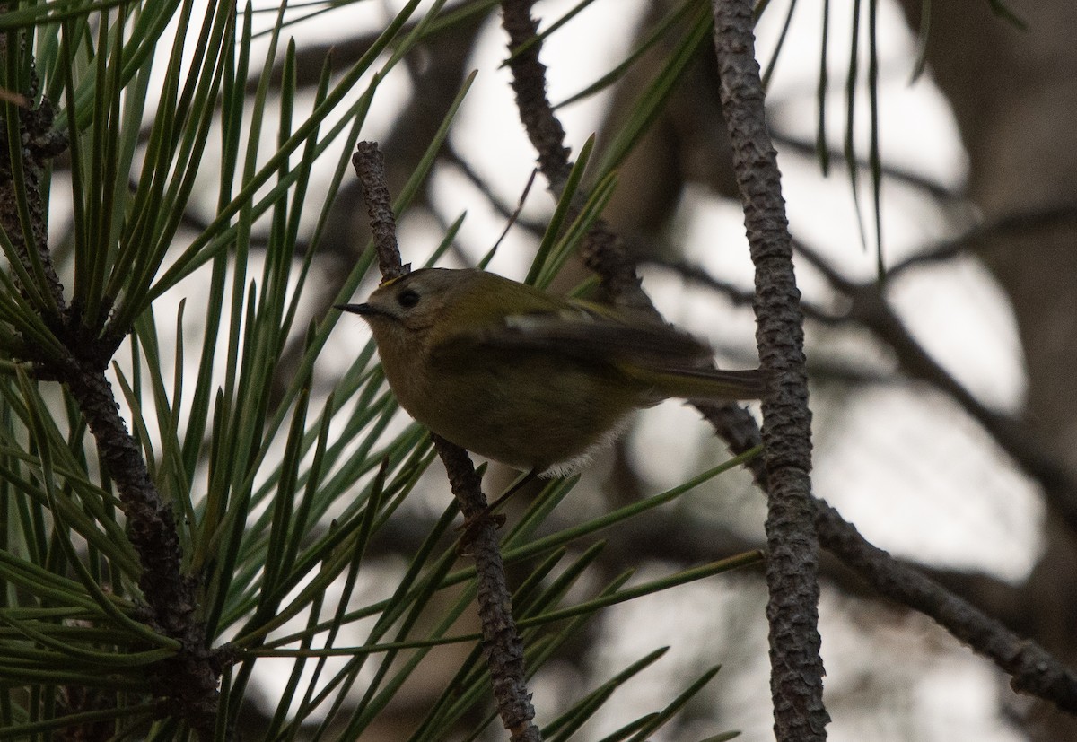 Goldcrest - ML645506411