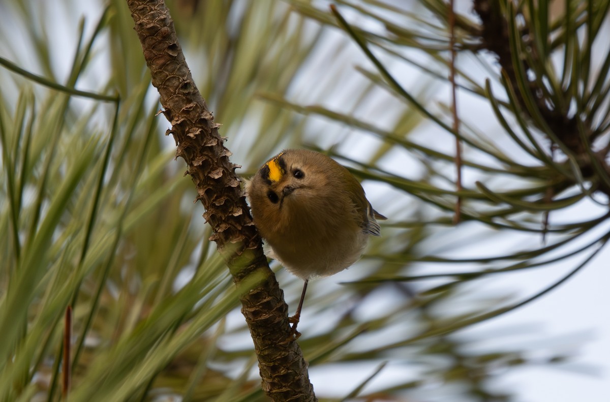 Goldcrest - ML645506412