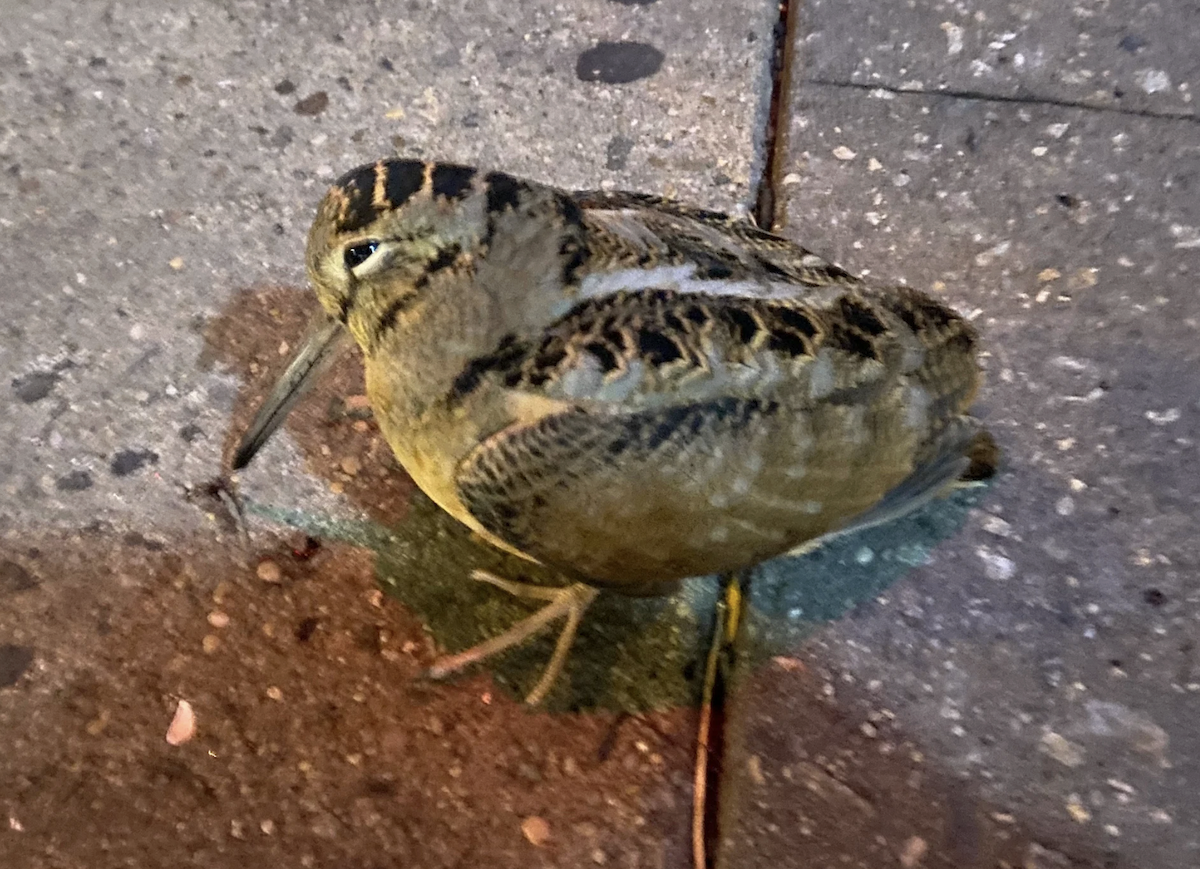 American Woodcock - ML645506415