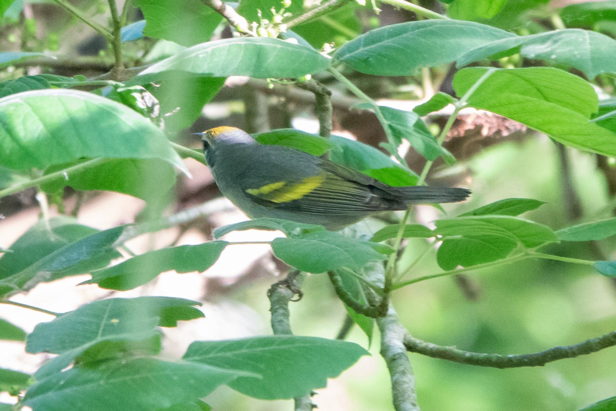 Golden-winged Warbler - ML645506424