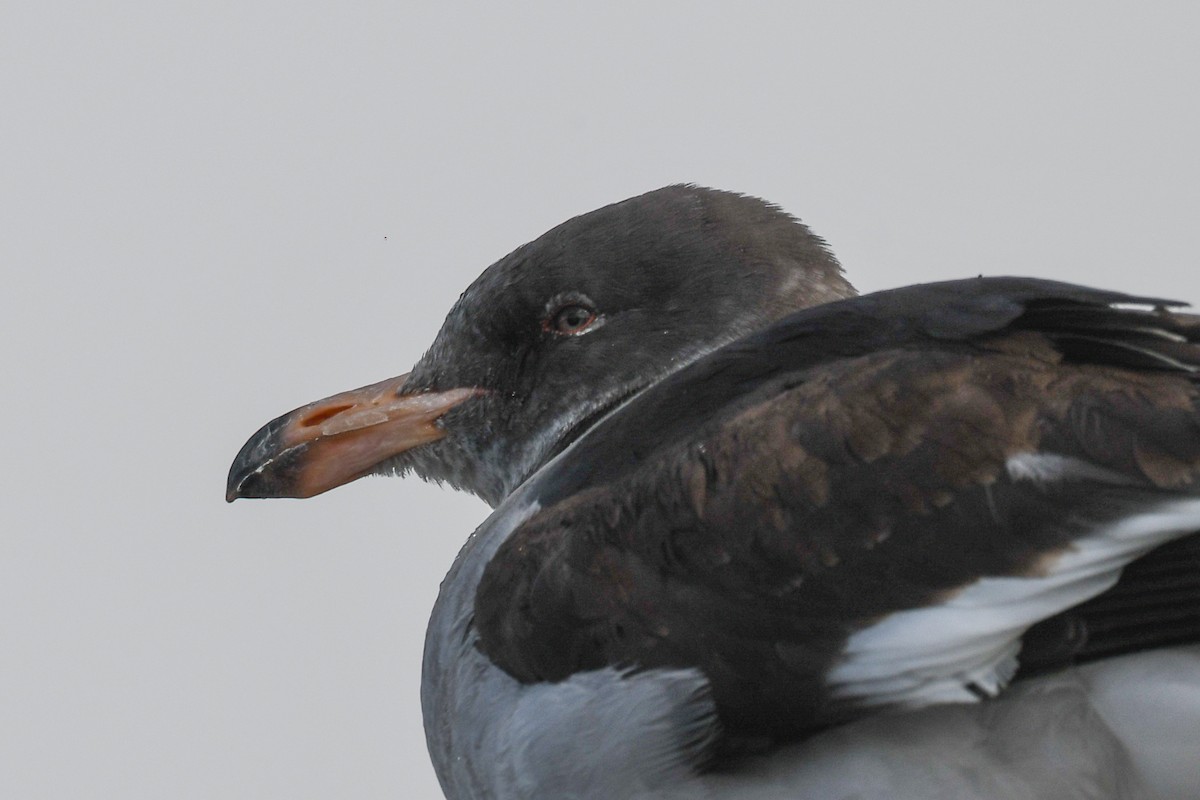 Dolphin Gull - ML645506425