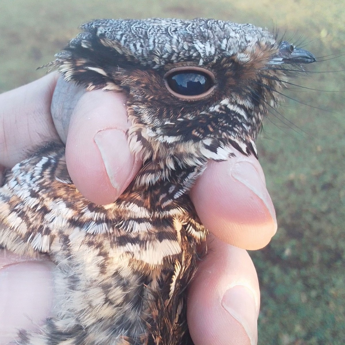 Fiery-necked Nightjar - ML645506465