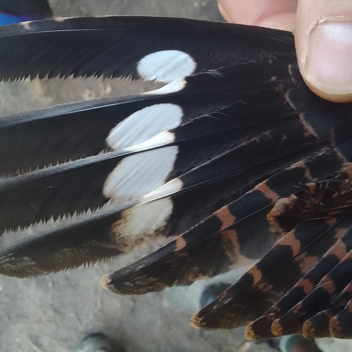 Fiery-necked Nightjar - ML645506472