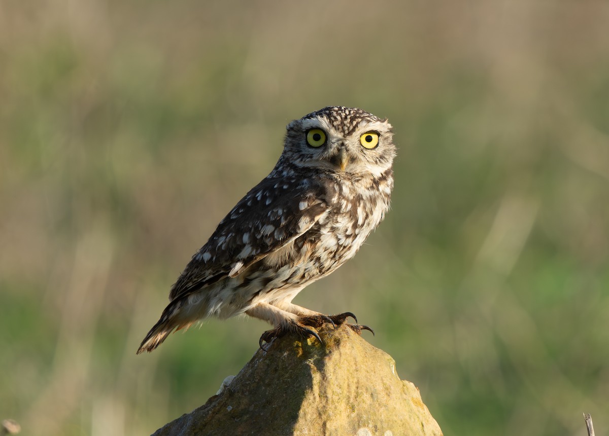 Little Owl - ML645506478