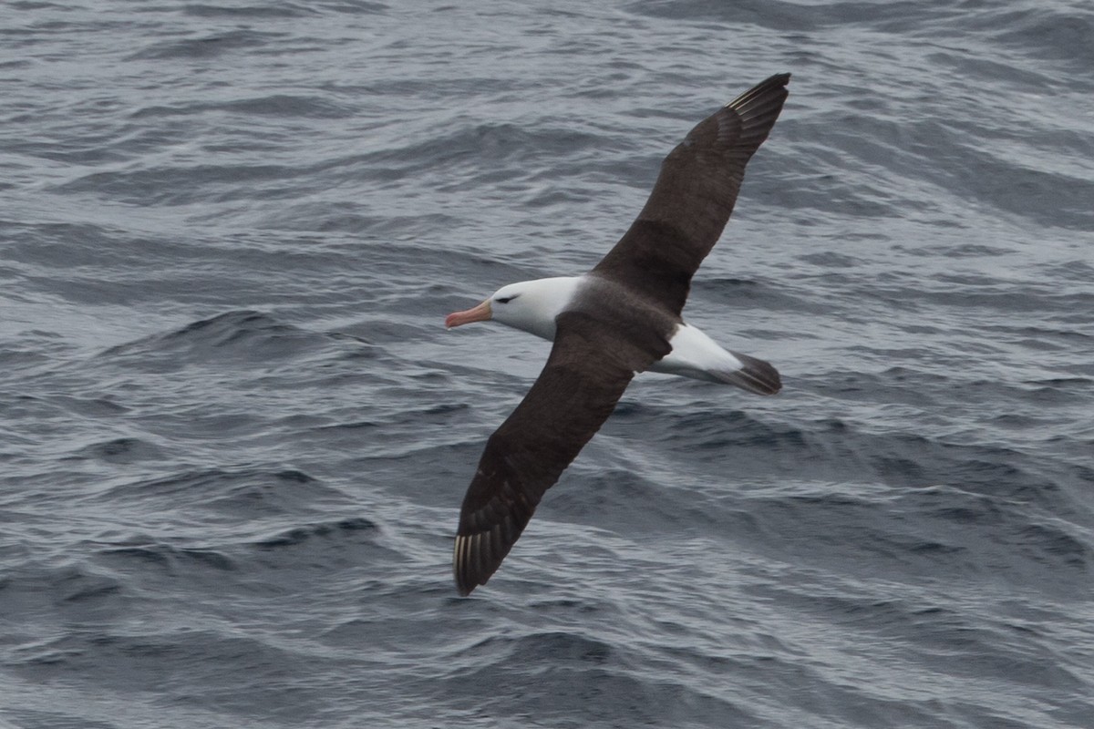 Schwarzbrauenalbatros - ML645506490