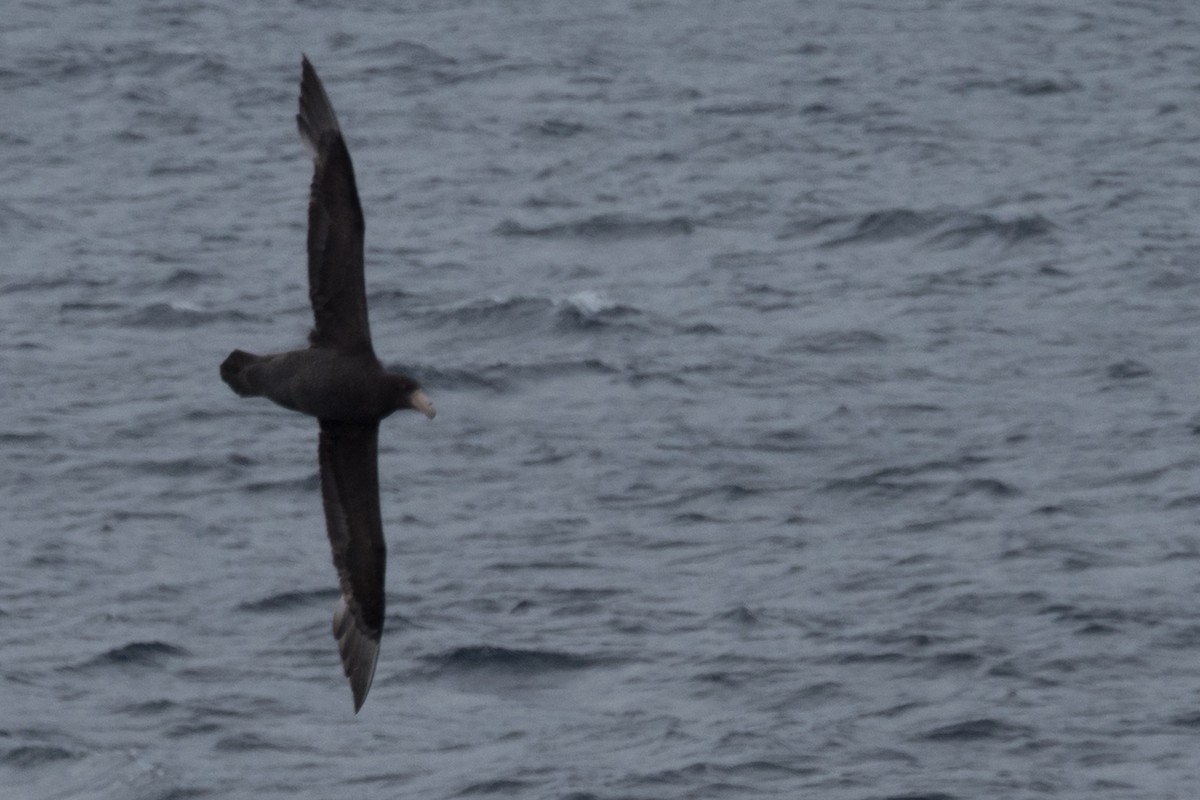 sørkjempepetrell - ML645506494