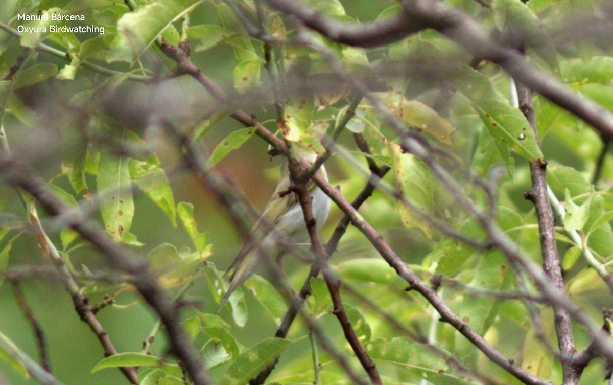 Eastern Bonelli's Warbler - ML645506514