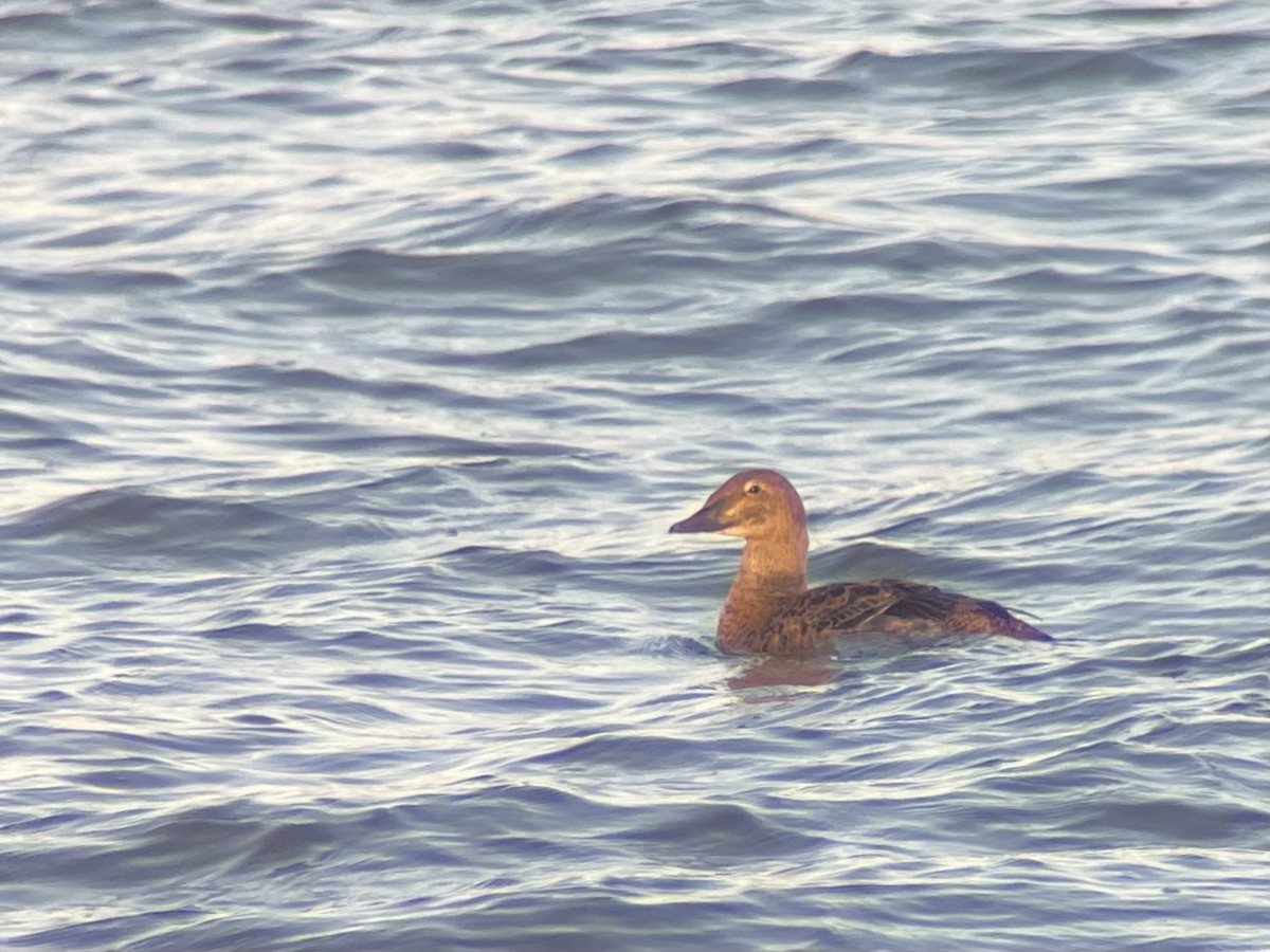 King Eider - ML645506517