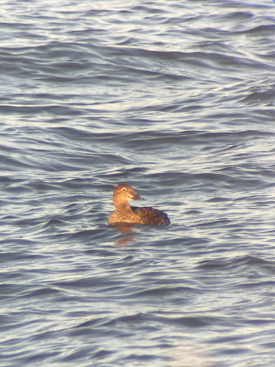 King Eider - ML645506518