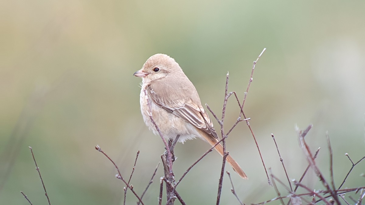 Isabellwürger - ML645506556