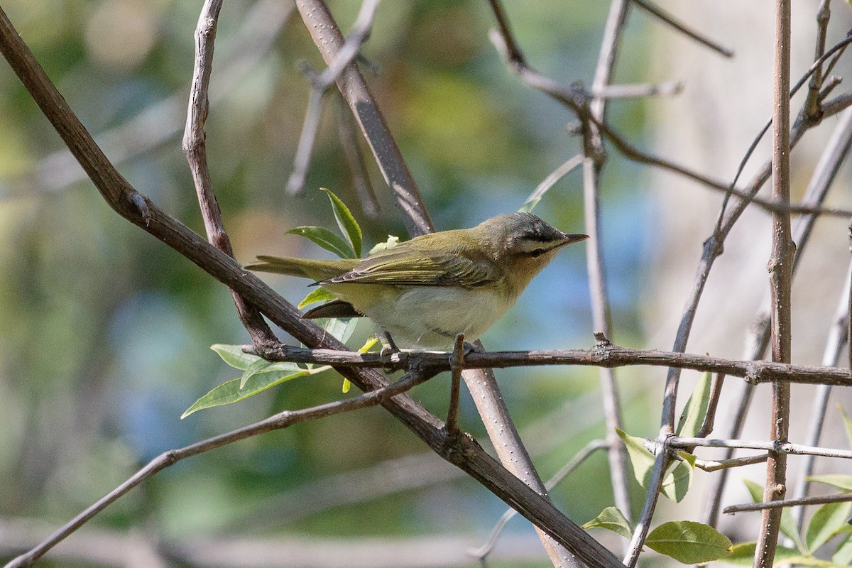 Красноглазый виреон - ML645506569