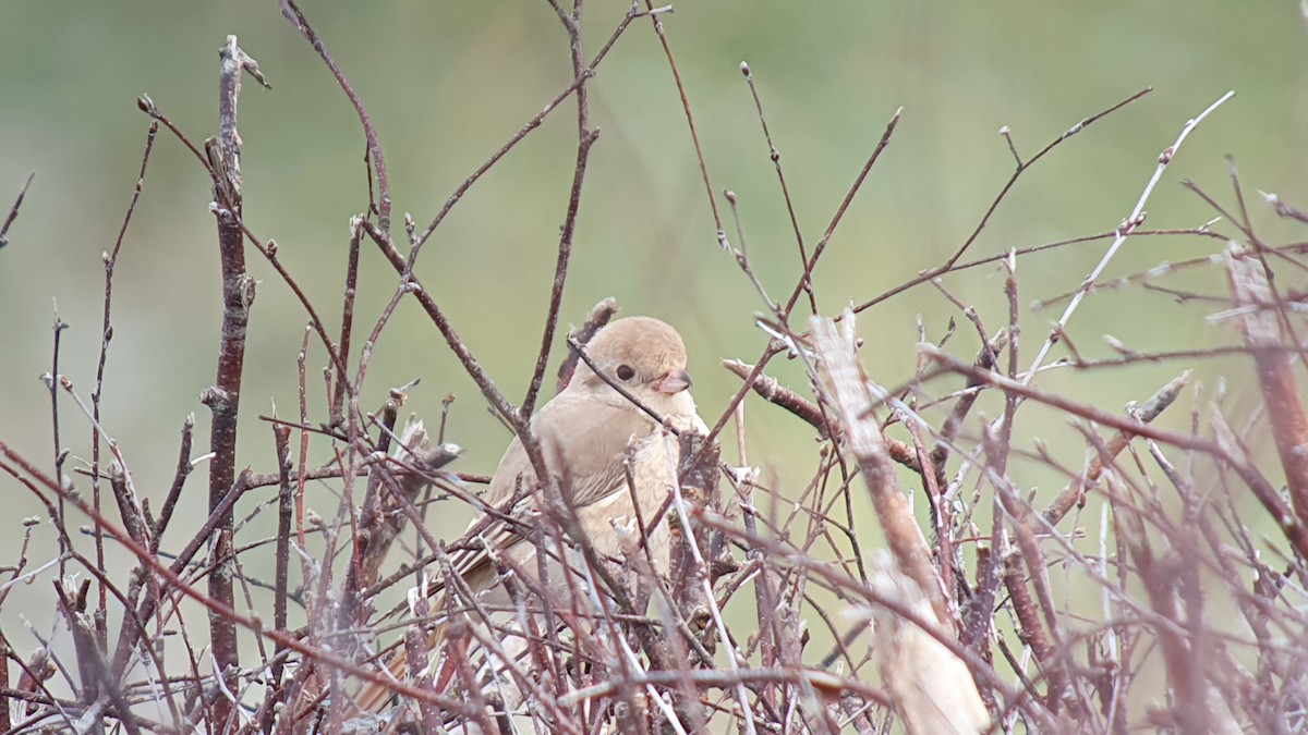 Isabellwürger - ML645506571