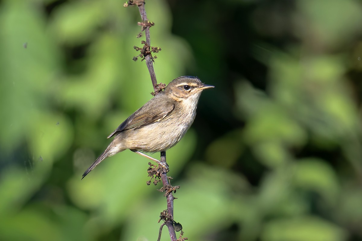עלווית כהה - ML645506595