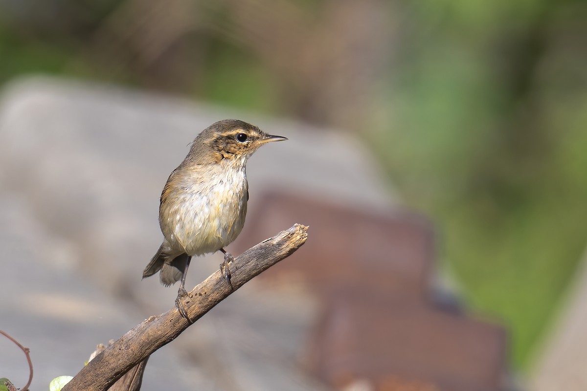 עלווית כהה - ML645506596