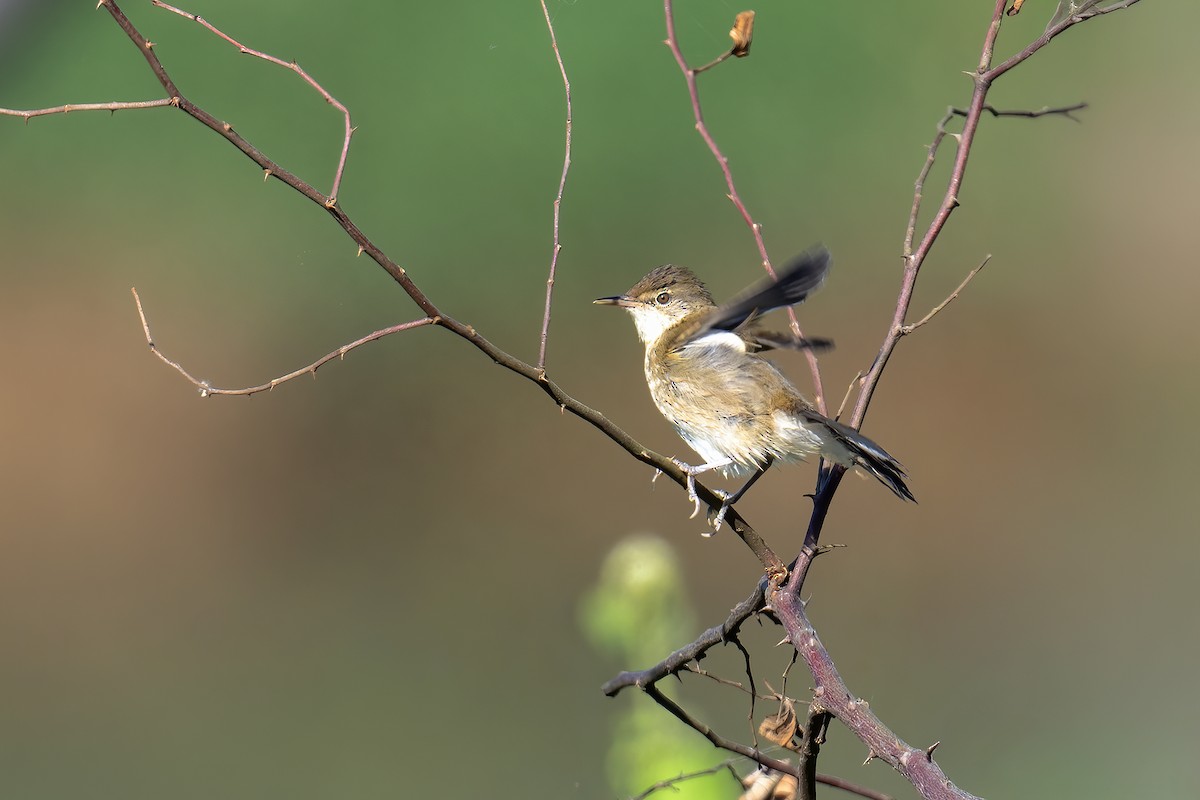 עלווית כהה - ML645506597