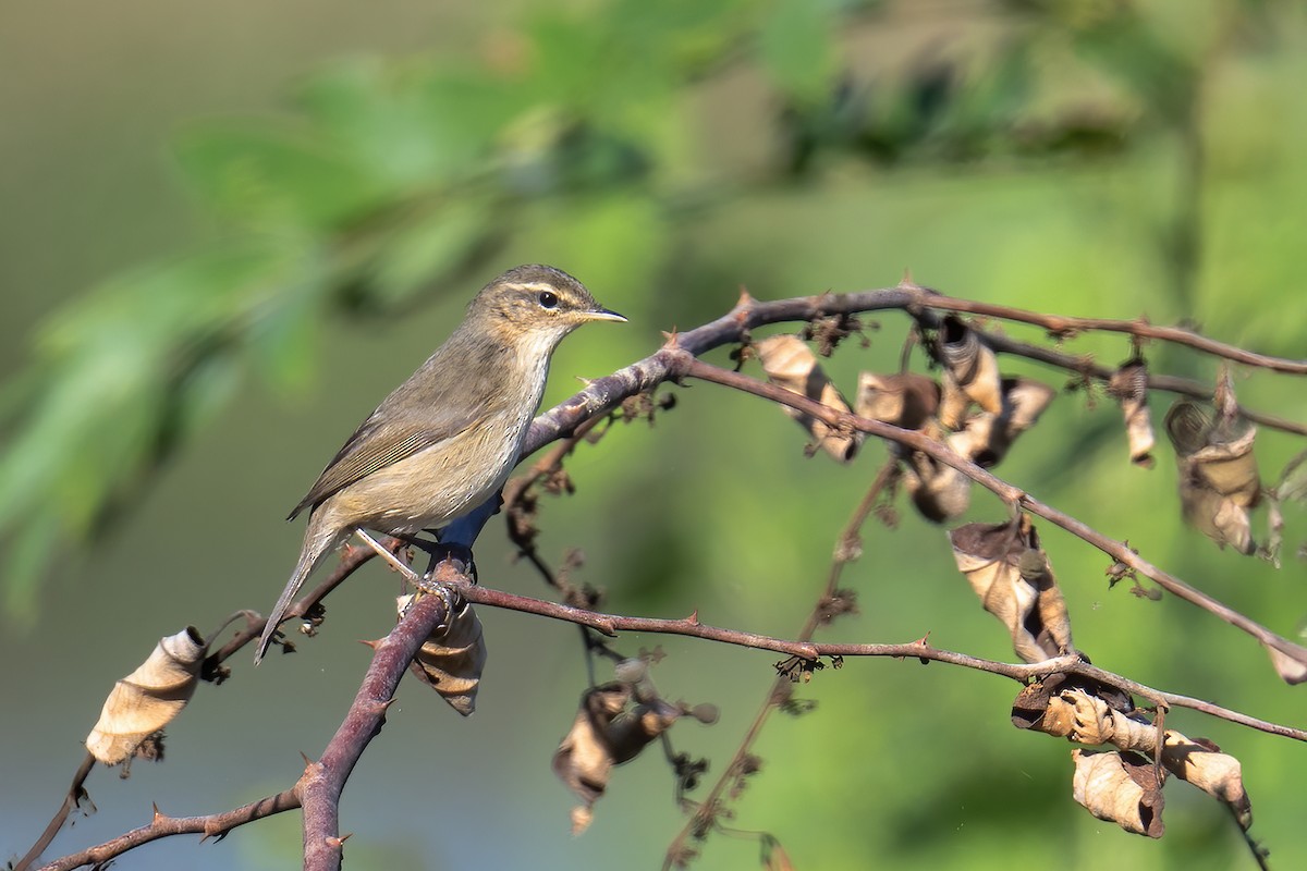עלווית כהה - ML645506599