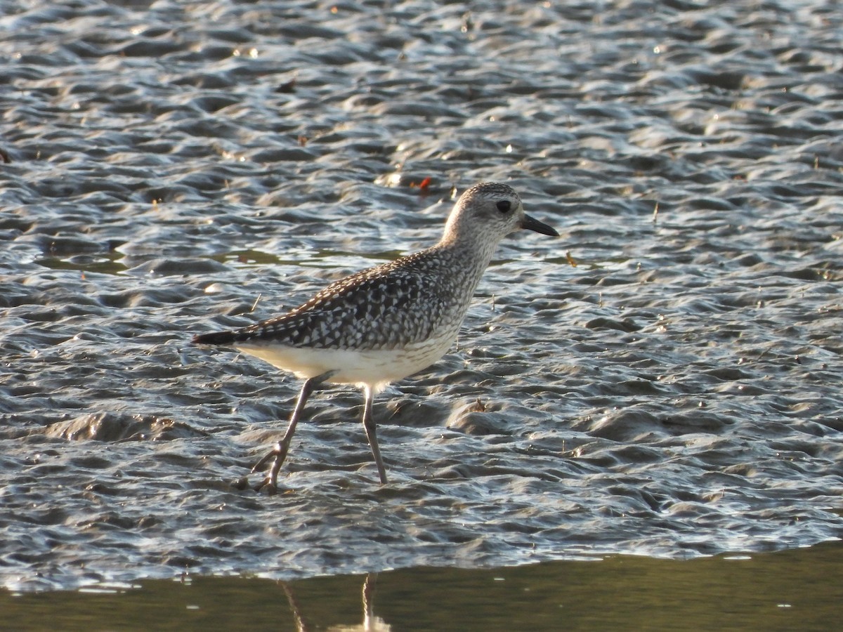 Black-bellied Plover - ML645506609