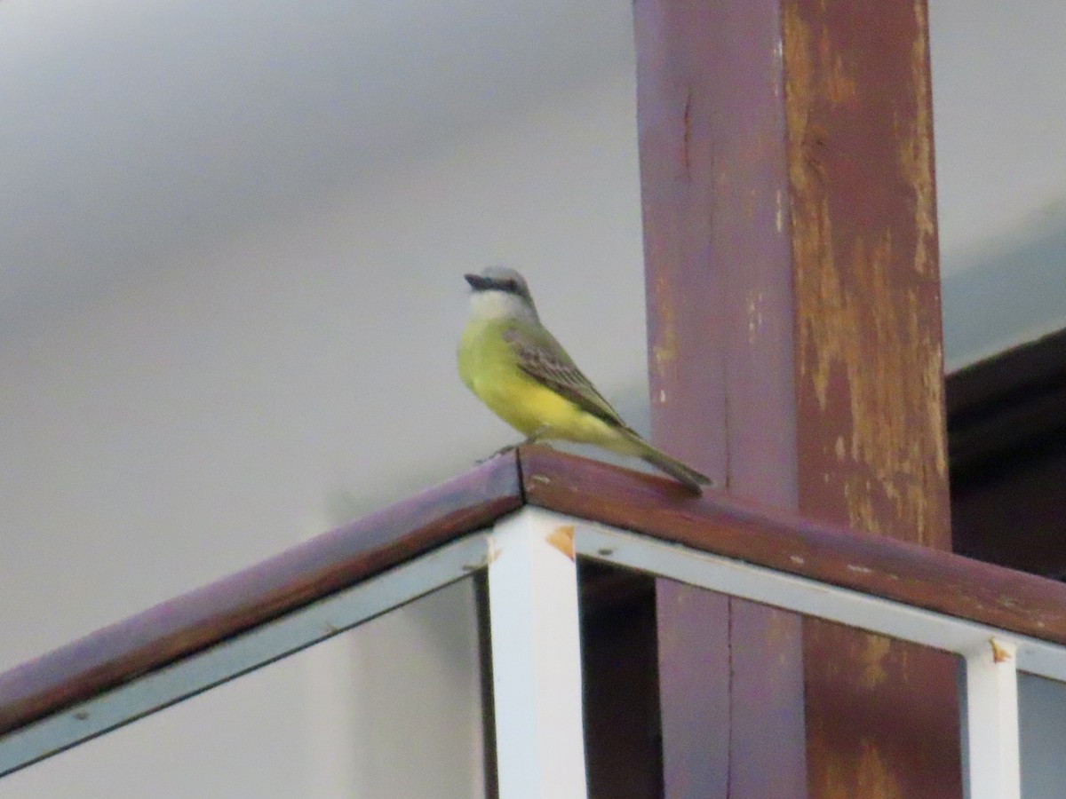 Красношапочный бентеви - ML645506619