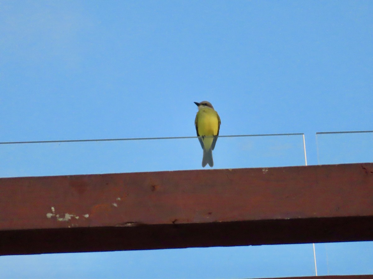 Красношапочный бентеви - ML645506621