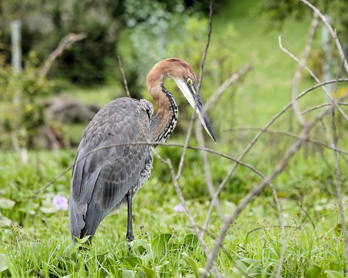 Goliath Heron - ML645506626