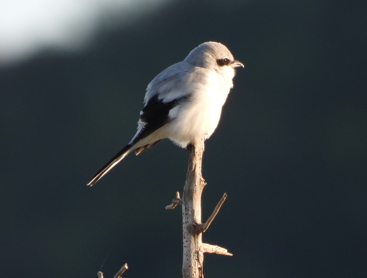 Great Gray Shrike - ML645506631