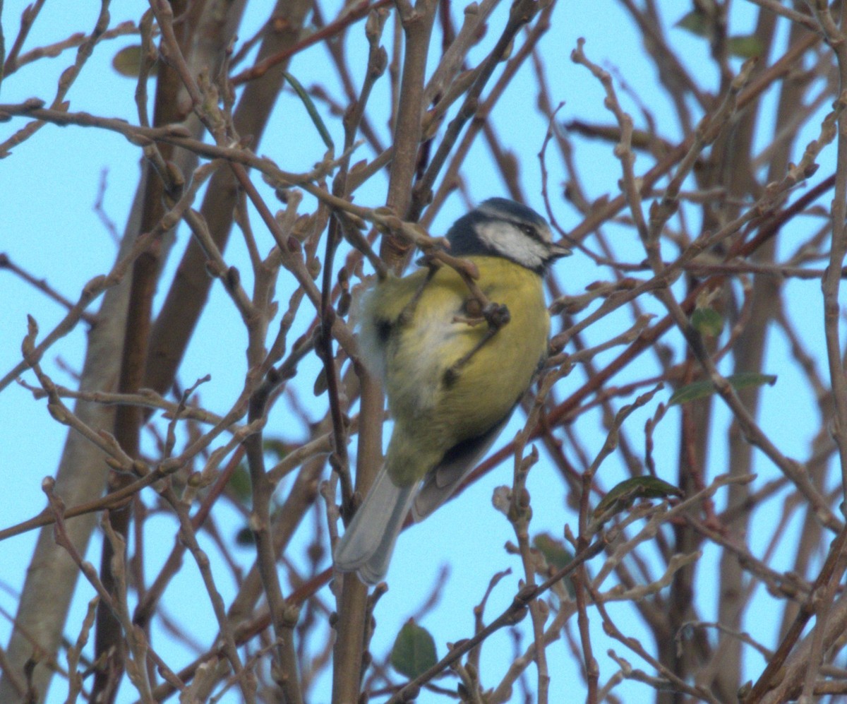 Eurasian Blue Tit - ML645506639