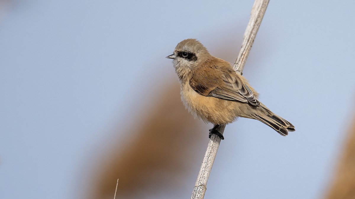 Eurasian Penduline-Tit - ML645506642