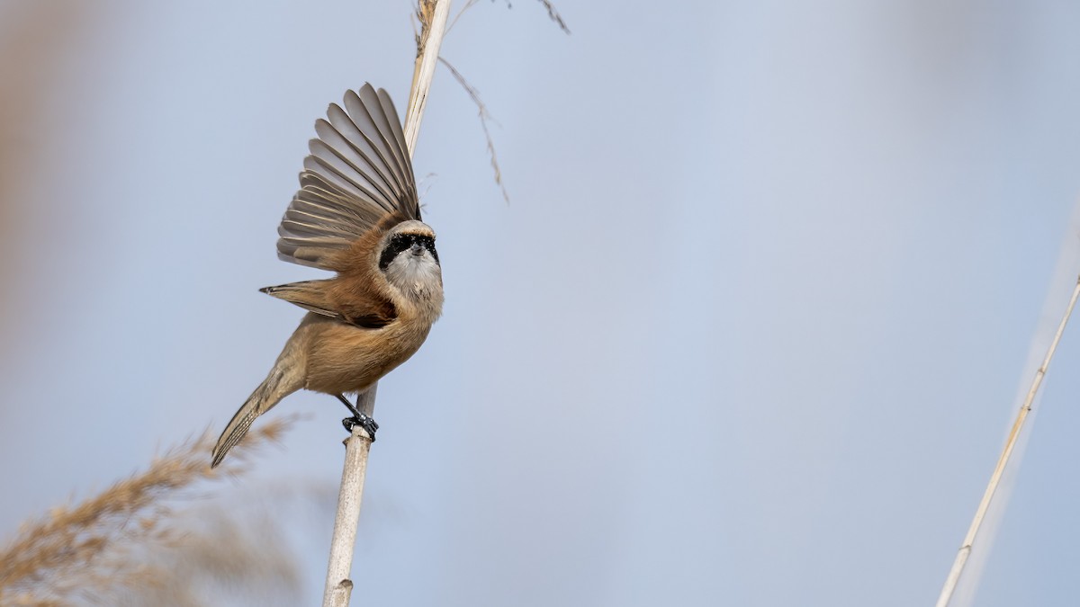 Eurasian Penduline-Tit - ML645506643