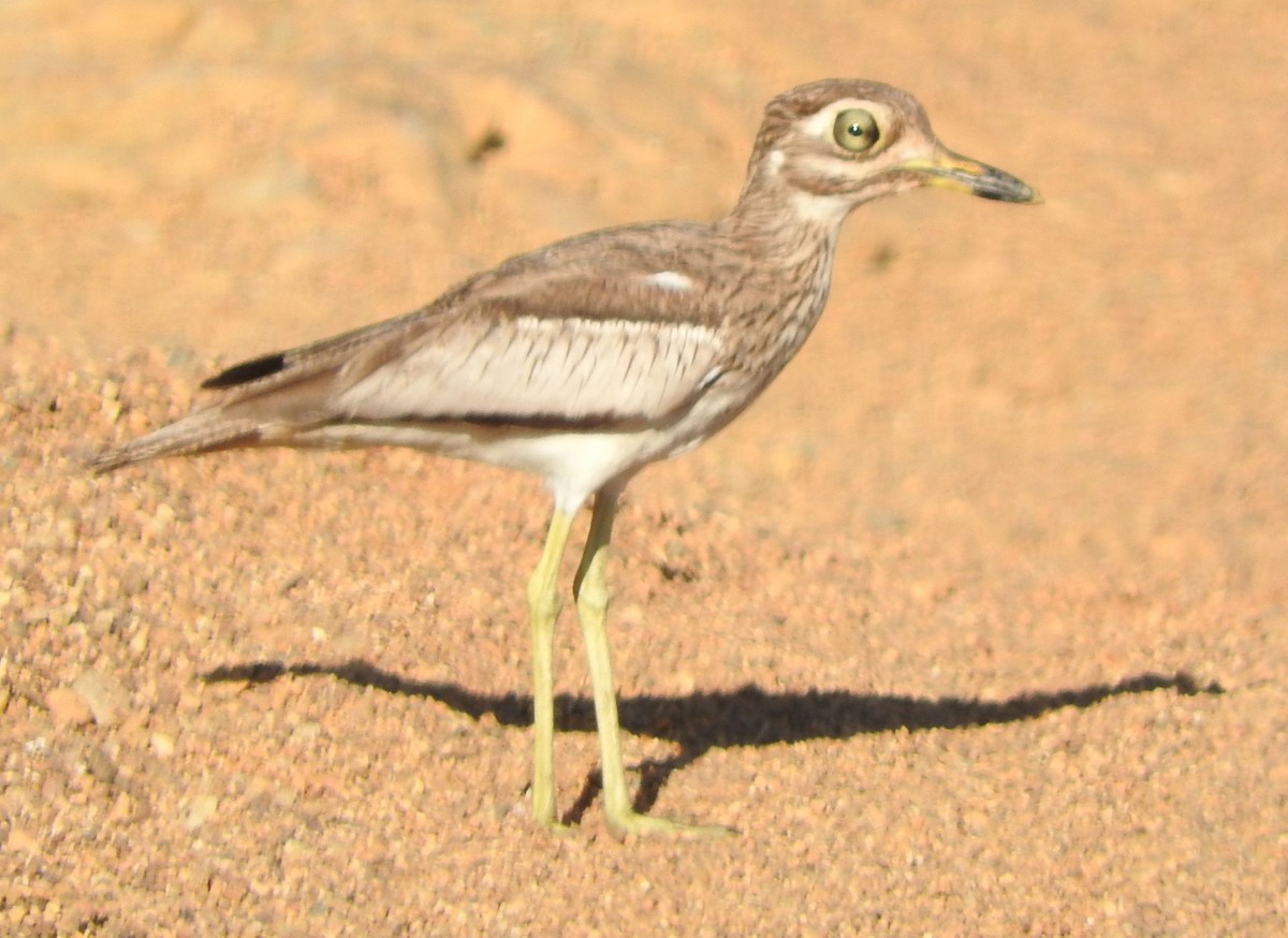 dytík vodní - ML645506646