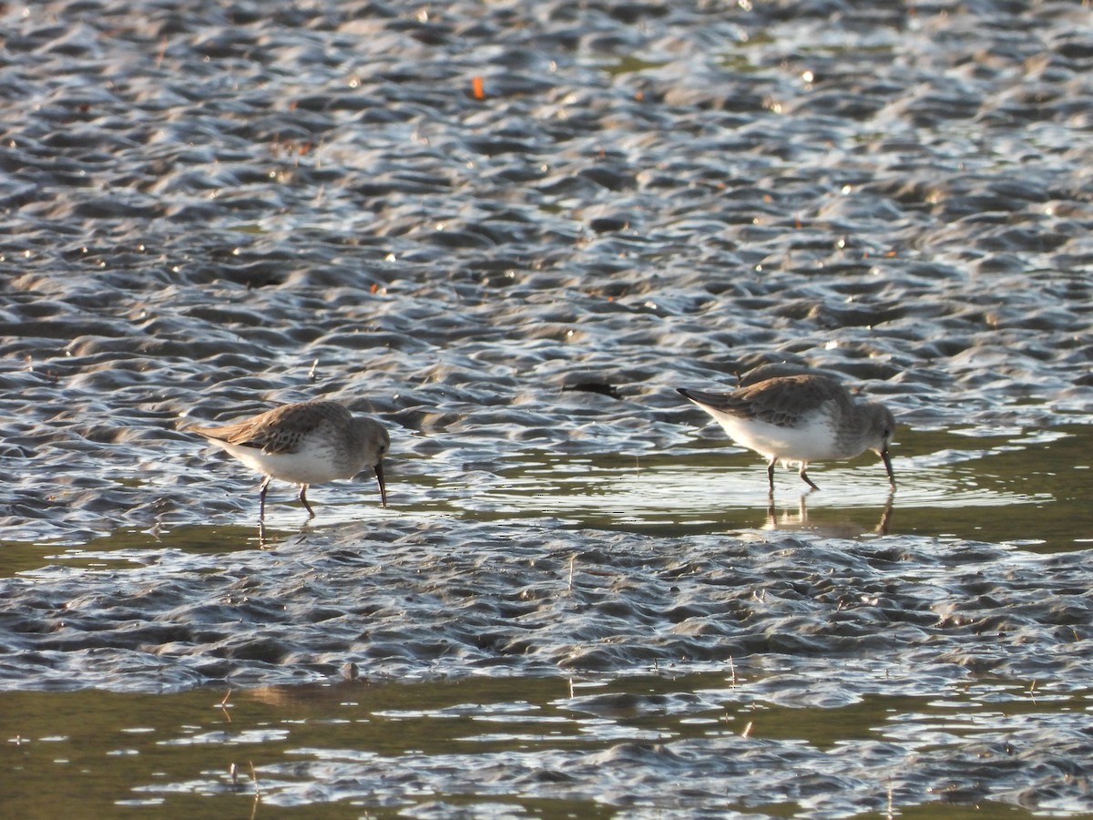 Dunlin - ML645506648