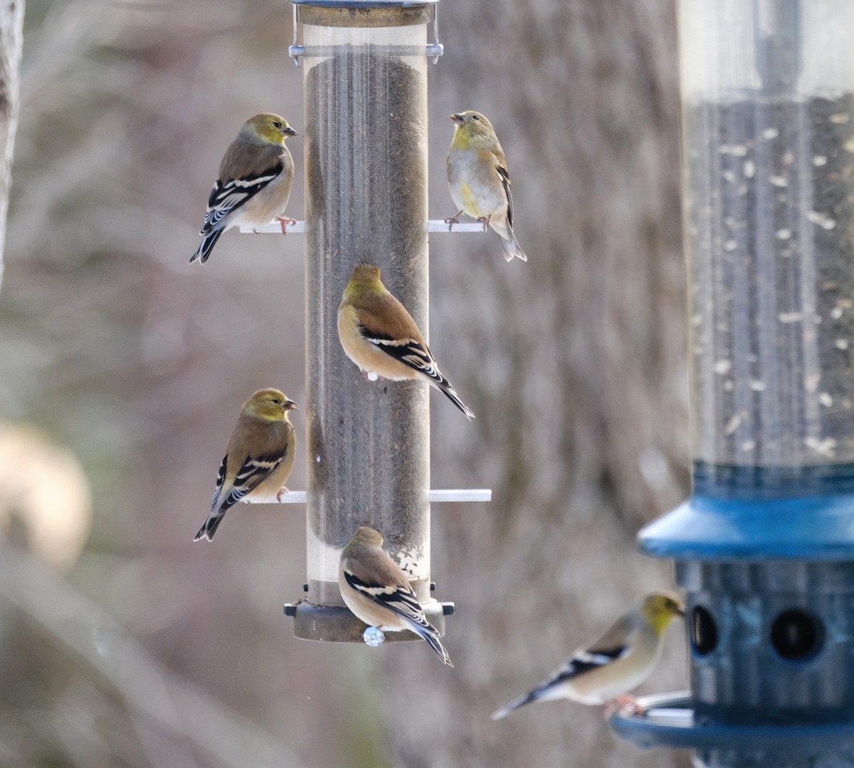 American Goldfinch - ML645506653