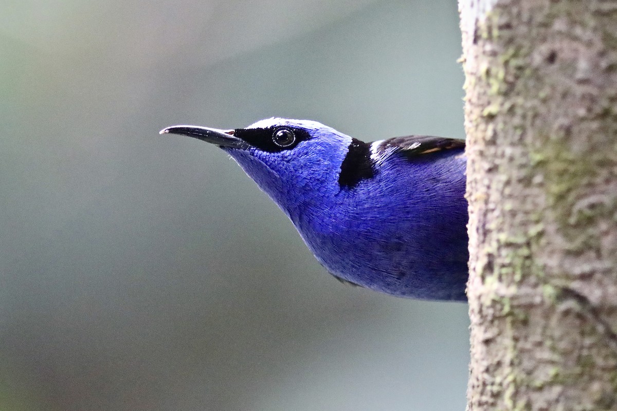 Танагра-медоїд бірюзова - ML645506656