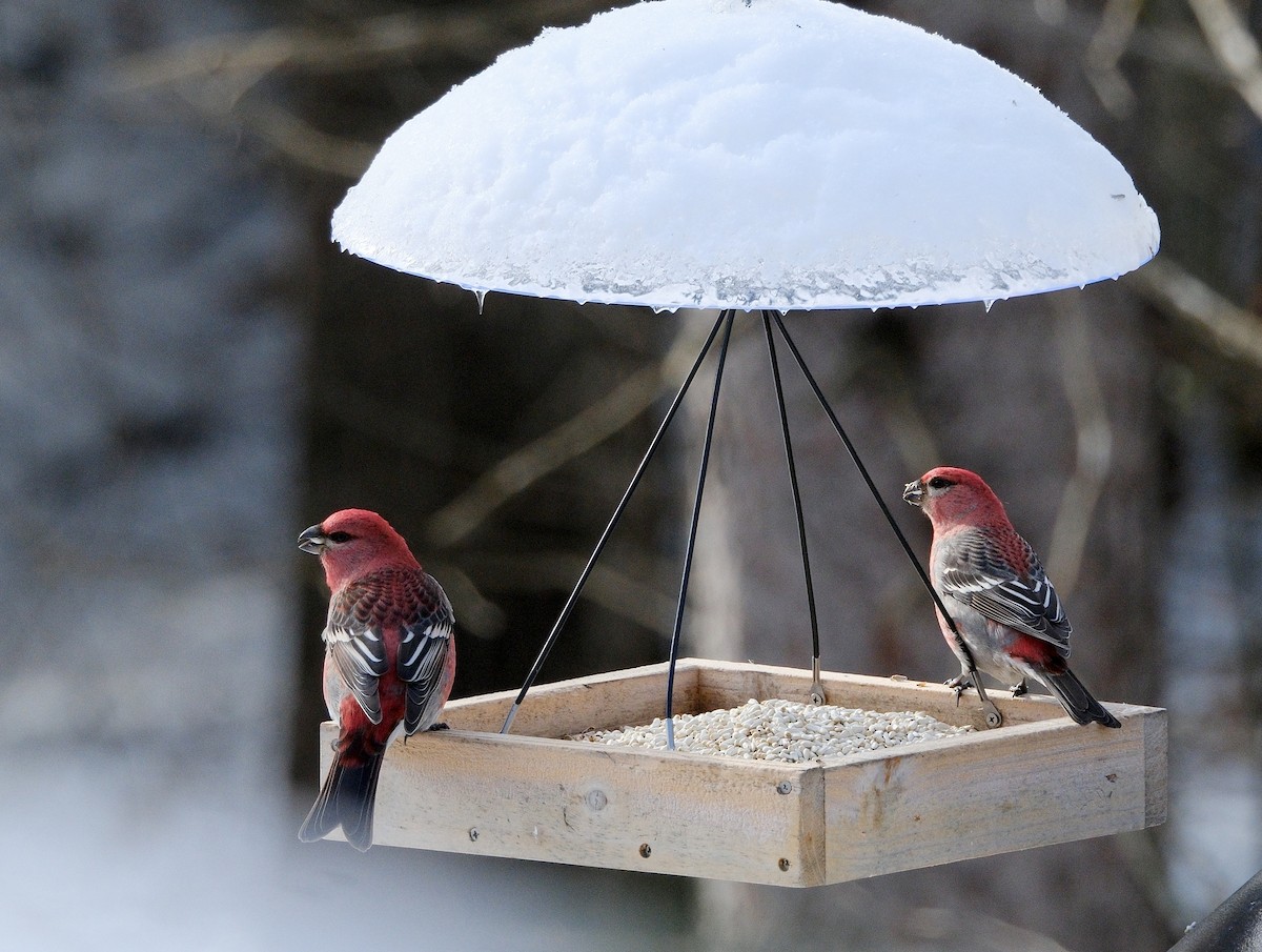 Ciuffolotto delle pinete - ML645506662