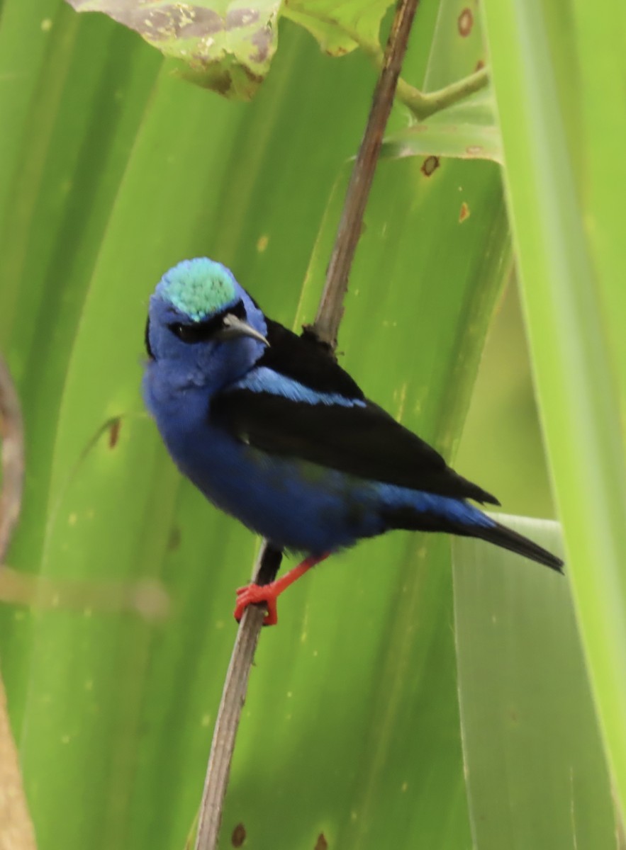 Танагра-медоїд бірюзова - ML645506663