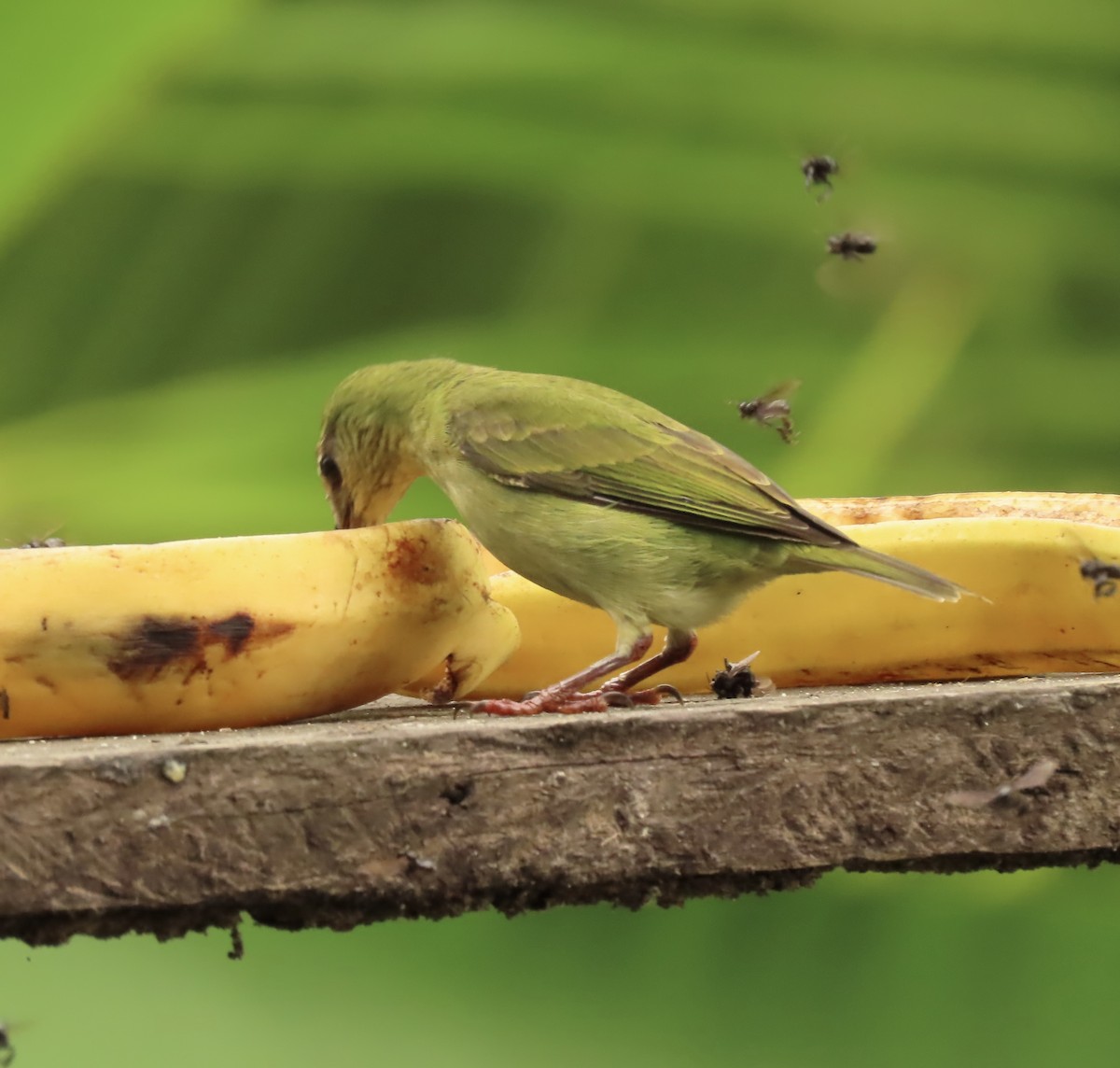 Танагра-медоїд бірюзова - ML645506664