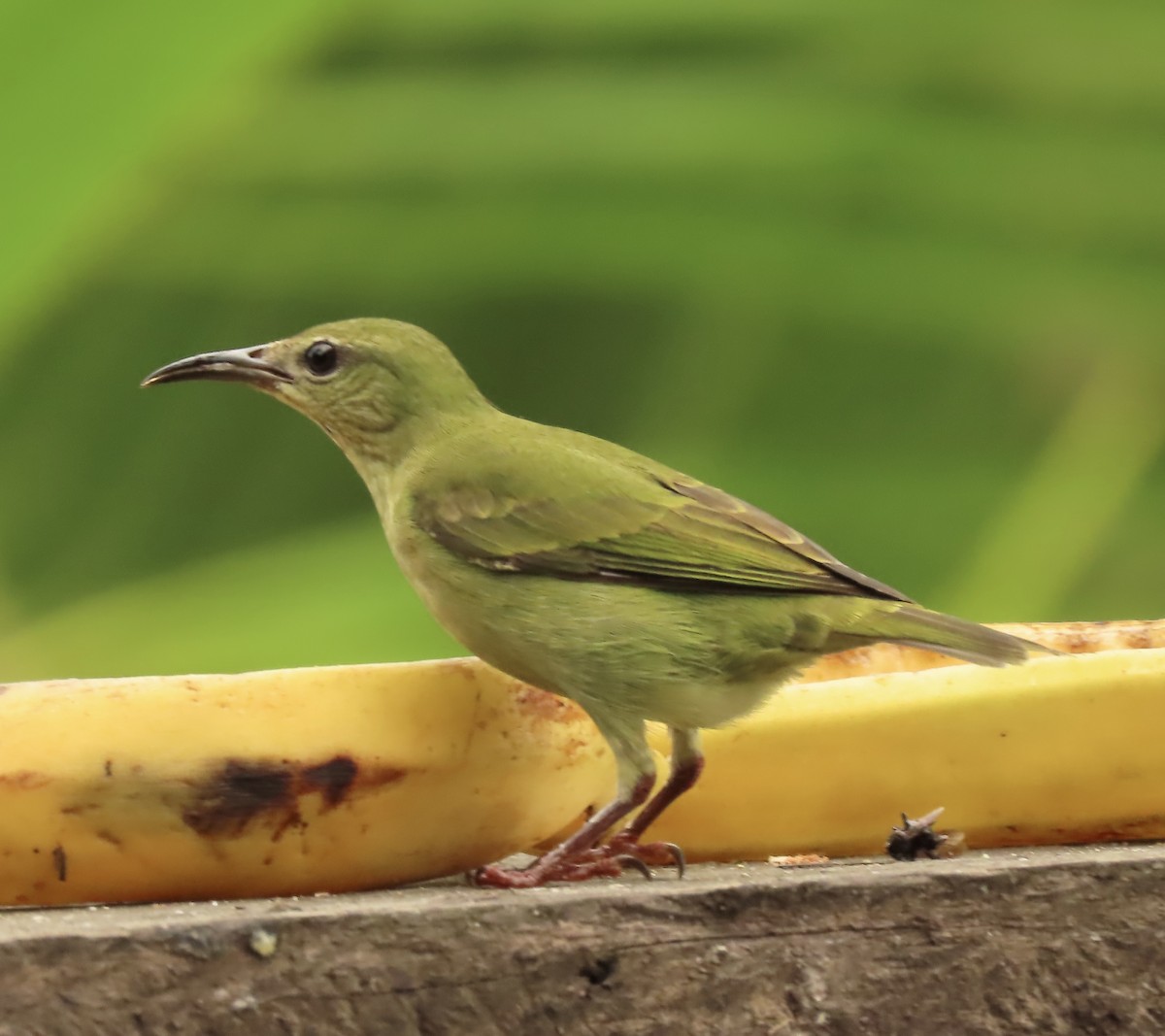 Танагра-медоїд бірюзова - ML645506665
