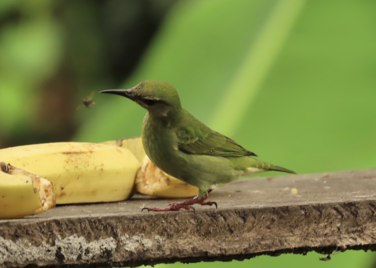 Танагра-медоїд бірюзова - ML645506667