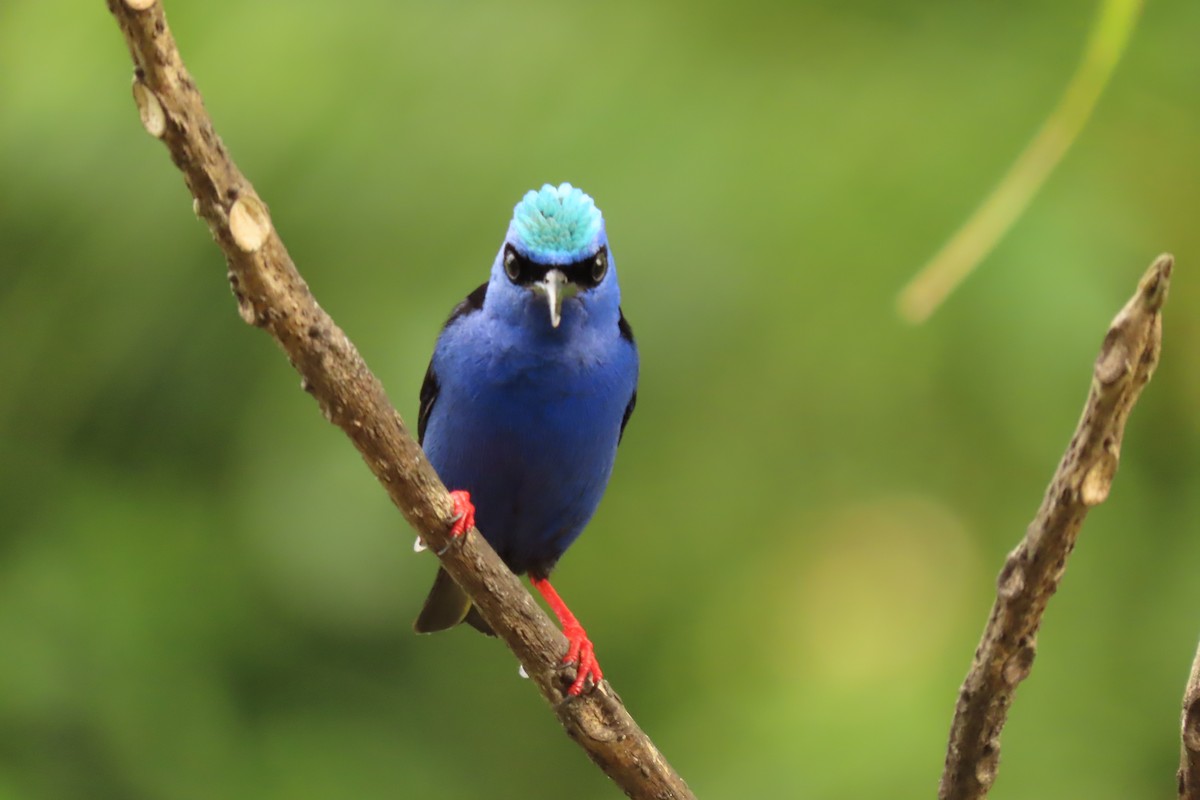 Танагра-медоїд бірюзова - ML645506668