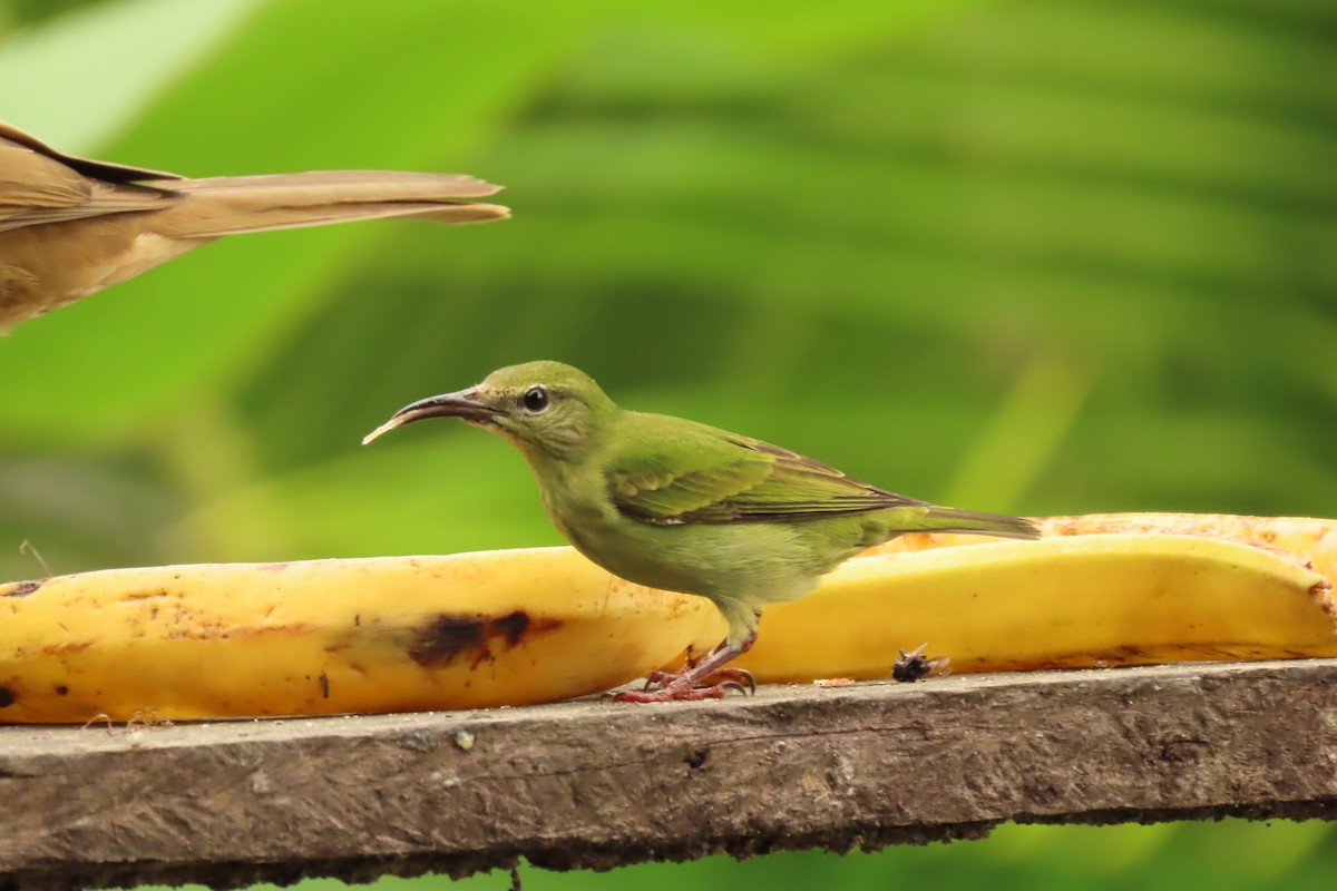 Танагра-медоїд бірюзова - ML645506670