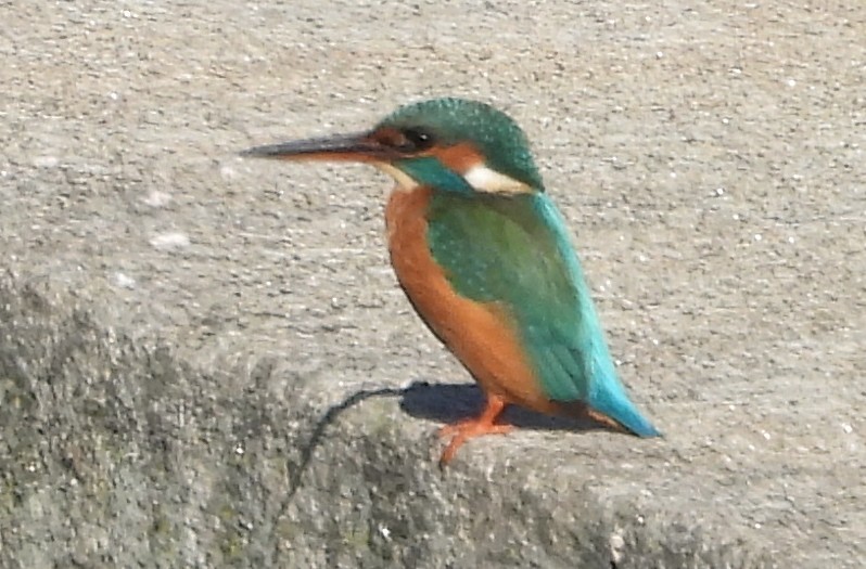 Common Kingfisher - ML645506673