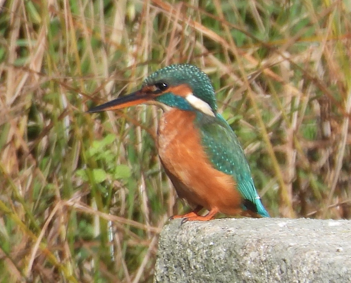 Common Kingfisher - ML645506674